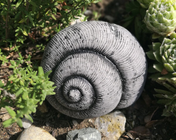 Schnecke