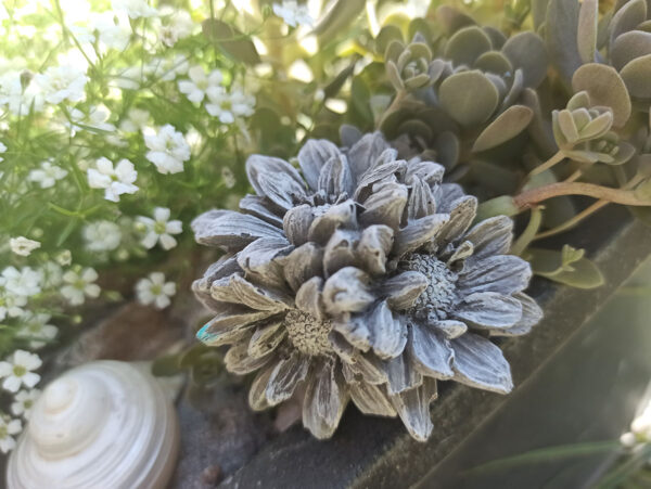 Blütenkopf Margeriten klein