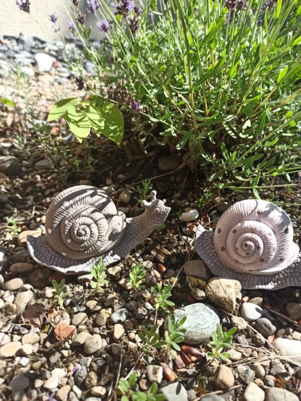 Weinbergschnecke – Bild 2