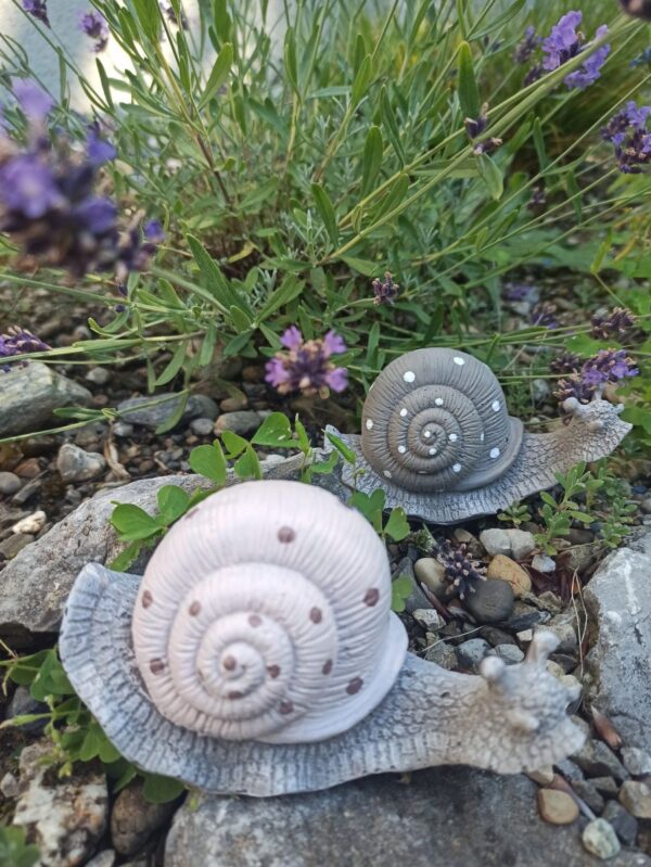 Weinbergschnecke – Bild 5