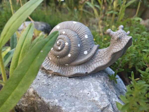 Weinbergschnecke – Bild 8