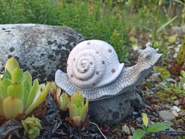 Weinbergschnecke – Bild 3