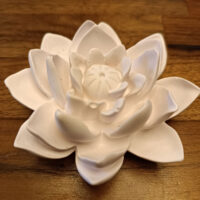 Blütenkopf Lotusblume