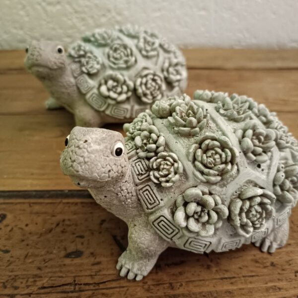 Schildkröte – Bild 6