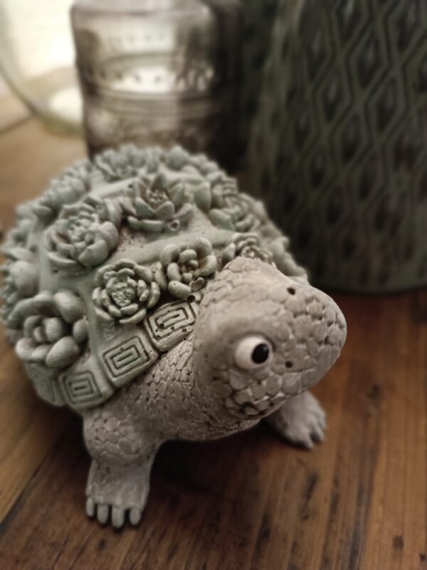 Schildkröte – Bild 2