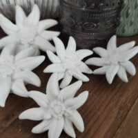 Edelweiss